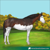 Horse Color:Bay Splash Rabicano