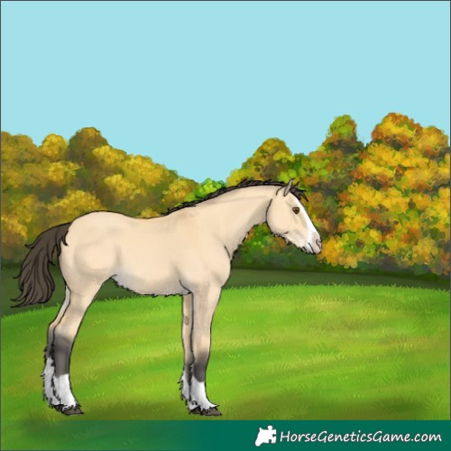 Horse Color:Buckskin Dun Splash 
