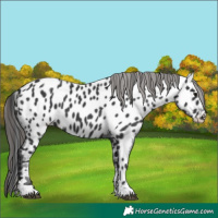Horse Color:Black Appaloosa 