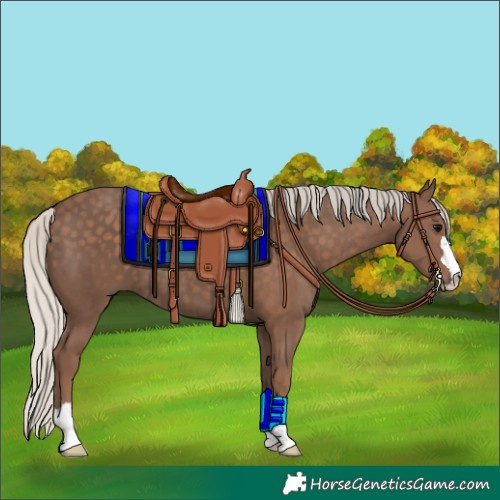 Horse Color:Silver Black