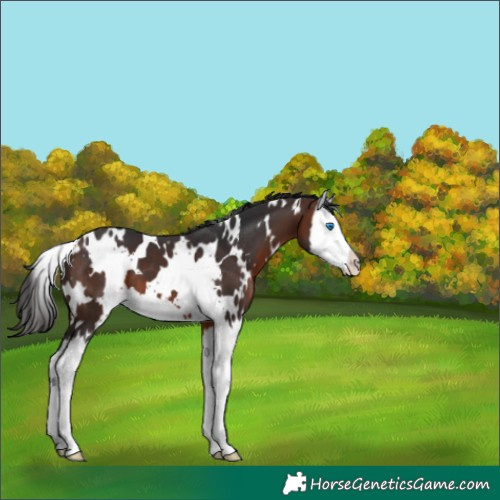 Horse Color:White Spotted Brown Splash