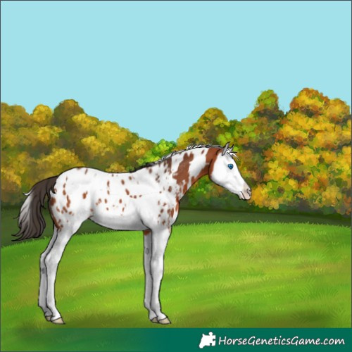Horse Color:White Spotted Bay Splash Appaloosa 