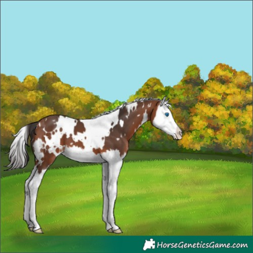 Horse Color:White Spotted Bay Splash 