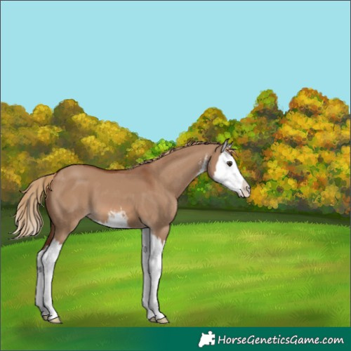 Horse Color:White Spotted Red Dun Splash 