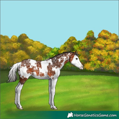 Horse Color:White Spotted Bay Ice Splash 