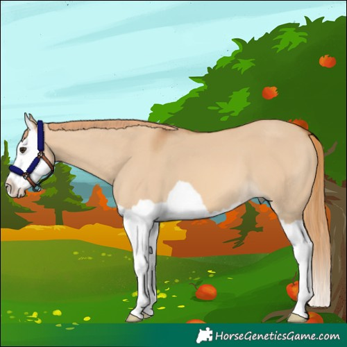 Horse Color:Red Dun Splash 