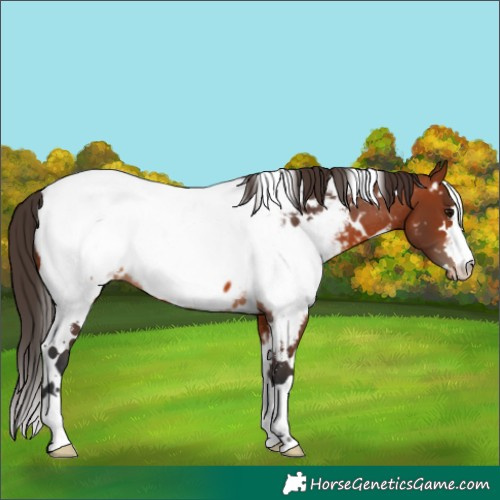 Horse Color:White Spotted Bay Near Fewspot