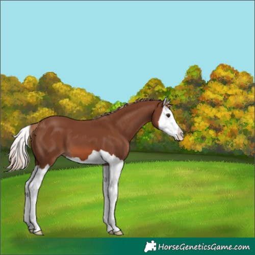 Horse Color:Chestnut Splash