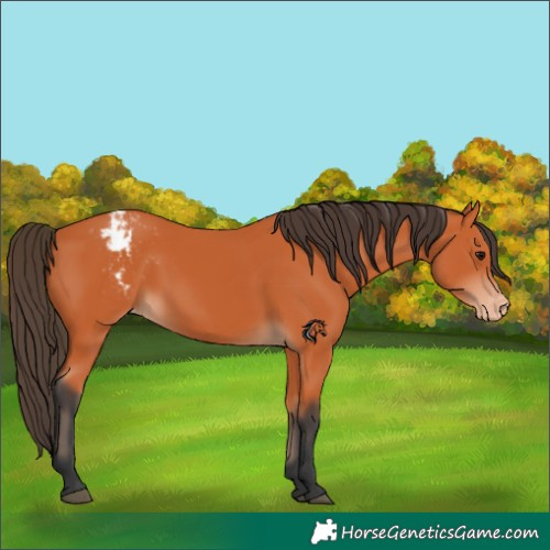 Horse Color:Bay Appaloosa