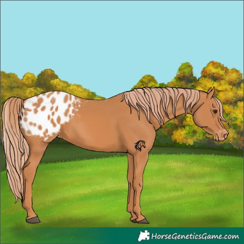 Horse Color:Chestnut Appaloosa 