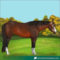 Horse Color:Gray Bay 