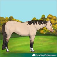 Horse Color:Bay Dun 