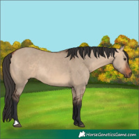 Horse Color:Bay Dun 