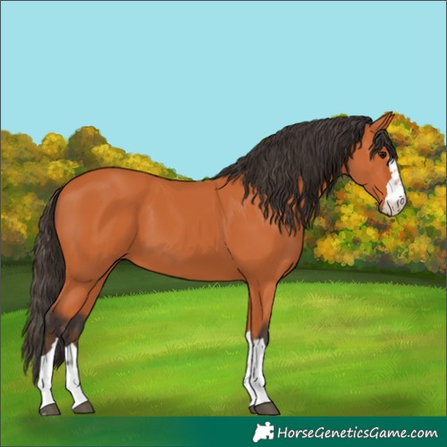 Horse Color:Bay 