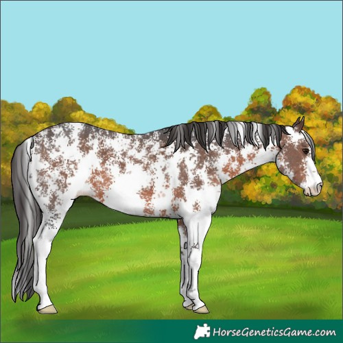 Horse Color:Brown Sabino 