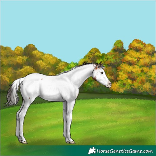 Horse Color:White Spotted Bay Splash Appaloosa 