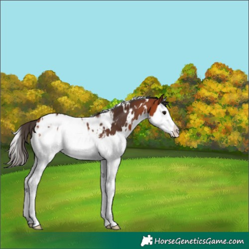 Horse Color:White Spotted Bay Splash Appaloosa