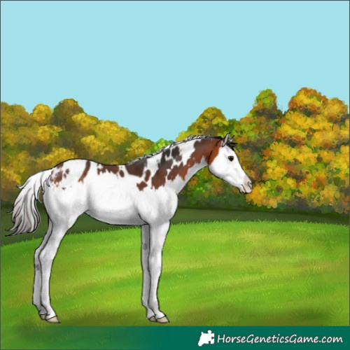 Horse Color:White Spotted Bay Splash Appaloosa