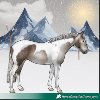 Horse Color:Gray Silver Black Tobiano