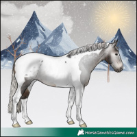 Horse Color:Gray Silver Brown Tobiano Appaloosa 