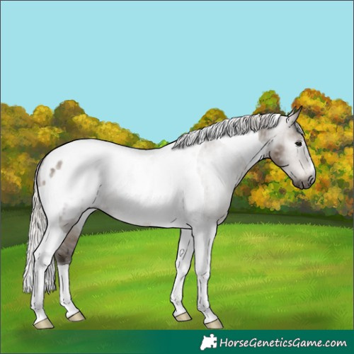 Horse Color:Gray Silver Brown Dun Tobiano Appaloosa 