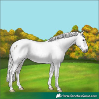 Horse Color:Gray Silver Brown Dun Tobiano Appaloosa 