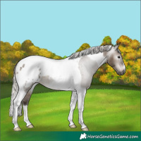 Horse Color:Gray Silver Brown Dun Tobiano Appaloosa 