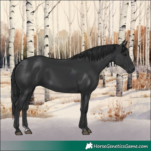 Horse Color:Black and Black