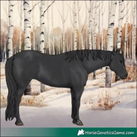 Horse Color:Black and Black