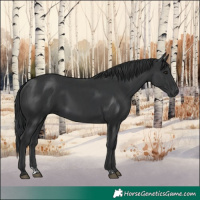 Horse Color:Black  and Black 