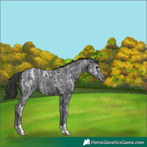 Horse Color:Black Ice 