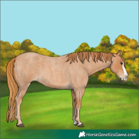 Horse Color:Red Roan Splash