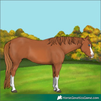 Horse Color:Chestnut Splash