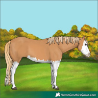 Horse Color:Chestnut Splash 