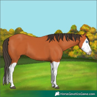 Horse Color:Bay Splash 