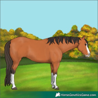 Horse Color:Bay Splash 