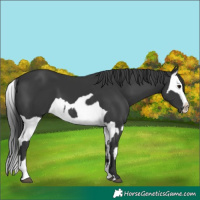 Horse Color:Black  and Black Splash 