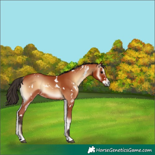 Horse Color:White Spotted Bay Onyx 