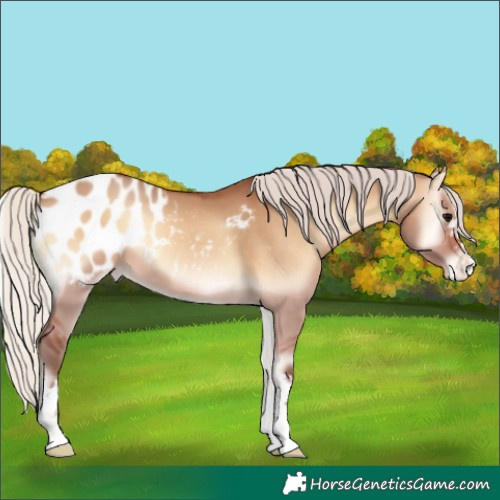 Horse Color:Silver Bay Onyx Appaloosa 