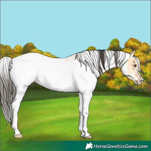 Horse Color:White Spotted Buckskin Dun 