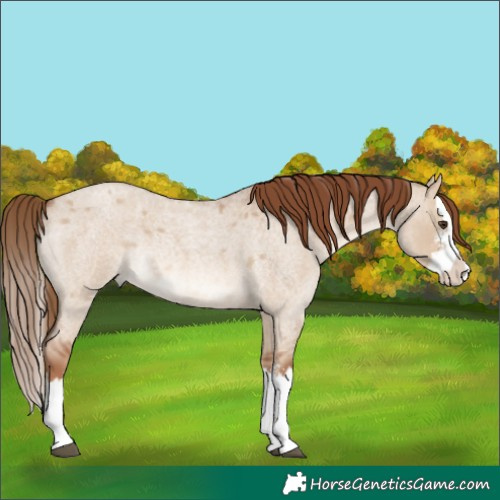 Horse Color:Red Dun Roan Sabino Splash Rabicano 