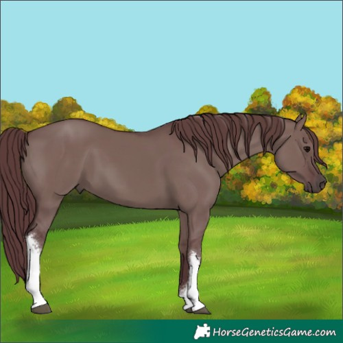 Horse Color:White Spotted Chocolate Grullo 