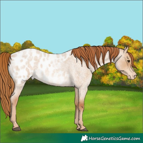 Horse Color:Red Dun Roan Blanket Rabicano 
