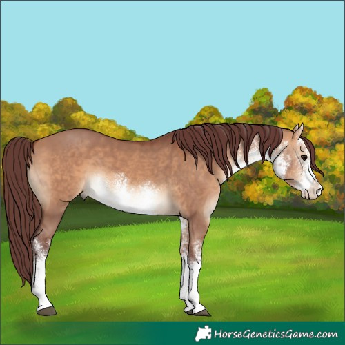 Horse Color:White Spotted Chocolate Bay Dun Rabicano 