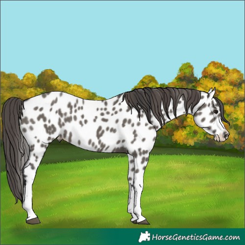 Horse Color:White Spotted Grullo Near Leopard Rabicano 