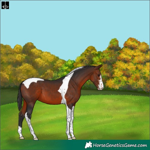Horse Color:Bay Sabino Tobiano 