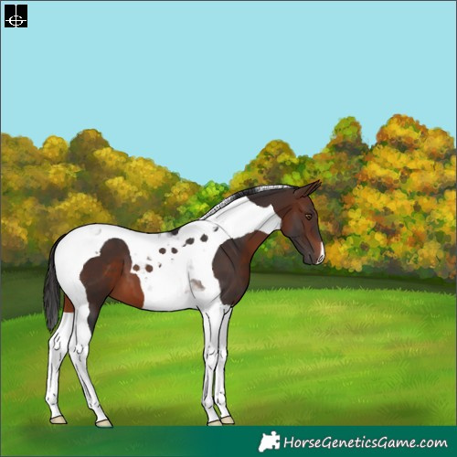 Horse Color:Brown Tobiano 