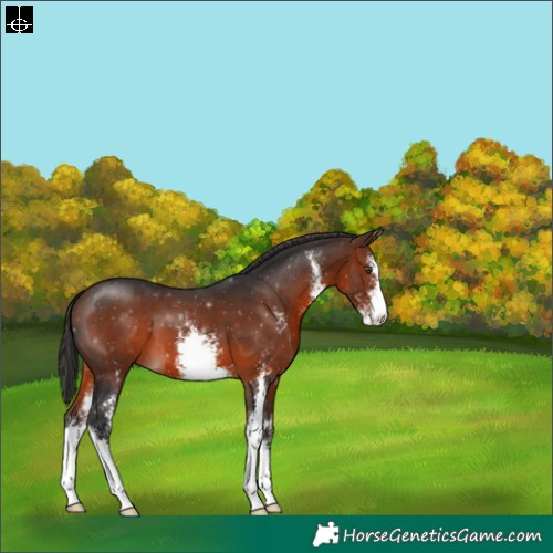 Horse Color:Brown Sabino 