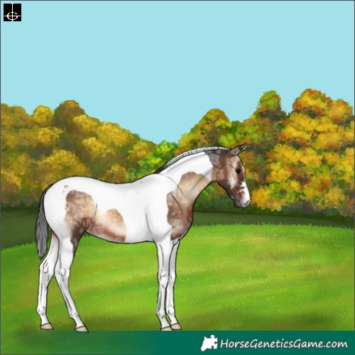 Horse Color:Brown Ice Onyx Tobiano 