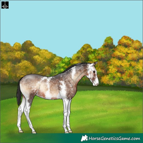 Horse Color:Brown Ice Onyx Sabino 